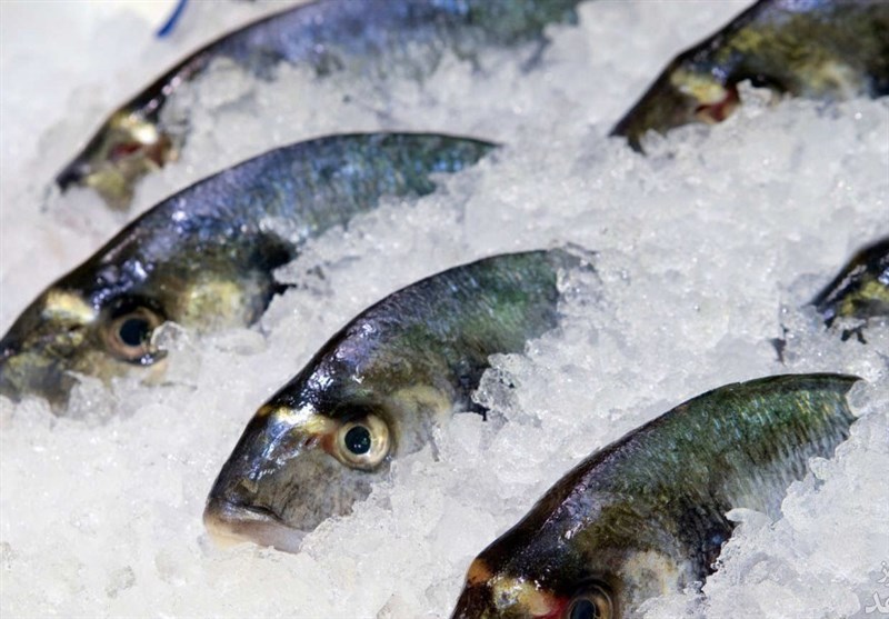 توصيه‌هایی برای نگهداری ماهی در فریزر